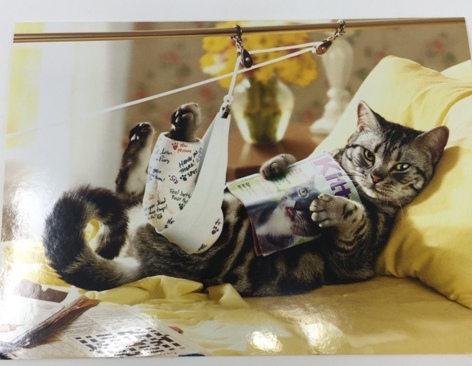 GREETING CARDS-CAT IN TRACTION