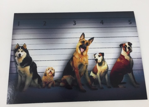 GREETING CARDS-DOG LINE UP