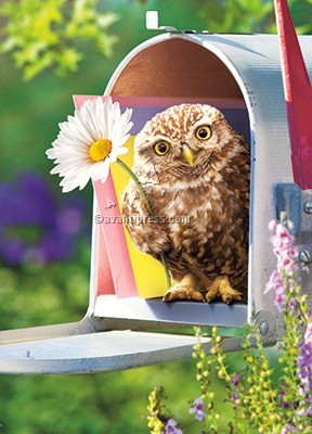 GREETING CARDS-BABY OWL IN MAILBOX